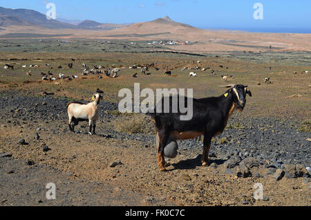 Ziegen roaming frei auf der Kanarischen Insel Fuerteventura. Stockfoto