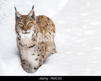 Eurasischer Luchs (Lynx Lynx) Europäische Luchse Wandern im Schnee Stockfoto