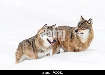 Zwei europäische Grauwolf (Canis Lupus Lupus) stehen im Schnee, im Bayerischen Wald in Deutschland National park Europa Stockfoto