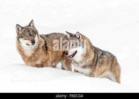 Zwei europäische Grauwolf (Canis Lupus Lupus) stehen im Schnee, im Bayerischen Wald in Deutschland National park Europa Stockfoto