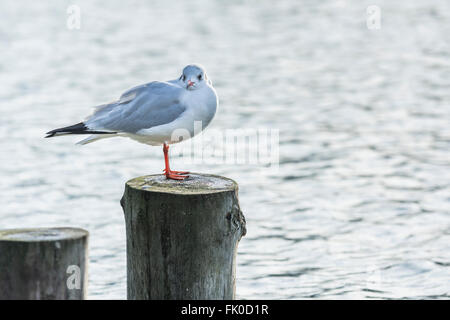 Möwe stehend auf hölzernen Pfosten Stockfoto