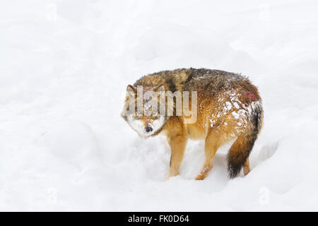 Erschrocken und Verwundeten europäischer Grauwolf (Canis Lupus Lupus) im Schnee in Deutschland-Nationalpark Bayerischer Wald in Europa Stockfoto