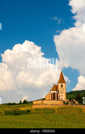 Weinberg-Landschaft mit der Kirche von Saint-Jacques-le-Gewalt im Hintergrund Hunawihr, entlang der Weinstrasse Elsass, Frankreich, Stockfoto