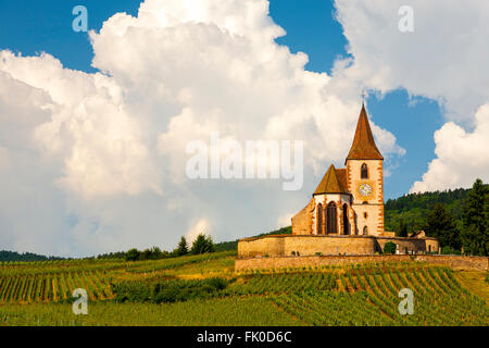 Weinberg-Landschaft mit der Kirche von Saint-Jacques-le-Gewalt im Hintergrund Hunawihr, entlang der Weinstrasse Elsass, Frankreich, Stockfoto