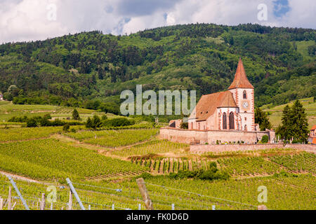 Weinberg-Landschaft mit der Kirche von Saint-Jacques-le-Gewalt im Hintergrund Hunawihr, entlang der Weinstrasse Elsass, Frankreich, Stockfoto