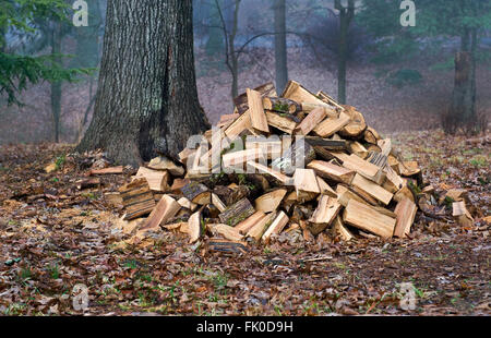 Brennholz-Stapel im Morgennebel Stockfoto