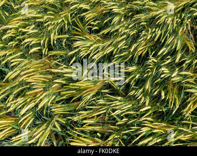 Grüne Ohren von Gerste in einem Feld von oben genommen, in Nahaufnahme Stockfoto
