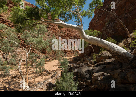 River Red Gum Redbank Gorge Larapinta Trail von West MacDonnell Ranges. Stockfoto