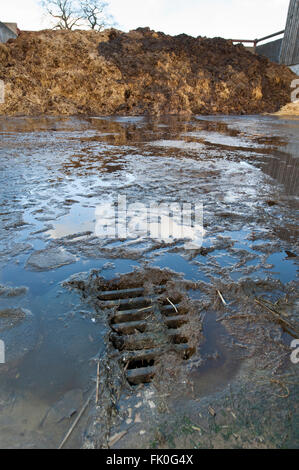 Abwasser aus einem Misthaufen gehen in einen Abfluss in eine Speichereinheit auf einer Milchfarm, Cumbria, UK ablaufen. Stockfoto