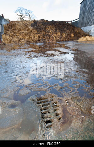 Abwasser aus einem Misthaufen gehen in einen Abfluss in eine Speichereinheit auf einer Milchfarm, Cumbria, UK ablaufen. Stockfoto