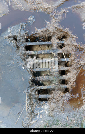 Abwasser aus einem Misthaufen gehen in einen Abfluss in eine Speichereinheit auf einer Milchfarm, Cumbria, UK ablaufen. Stockfoto