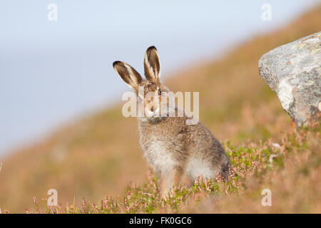 Schneehase (Lepus Timidus), Highlands, Schottland, Vereinigtes Königreich Stockfoto