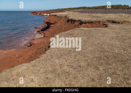 Roten Felsen erodiert Steilküsten, Tote Rasen und Atlantischen Ozean gegen einen klaren blauen Himmel am Cavendish Beach in Prinz Eduard Insel Stockfoto