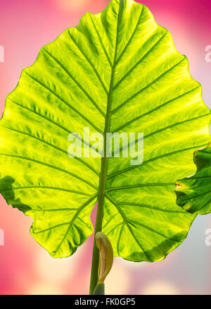 Grünes Blatt detaillierte Oberfläche für Hintergrund oder Textur Stockfoto