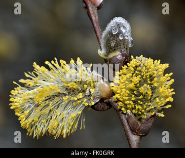 Grau-Weide (Salix Cinerea) männlichen Kätzchen. Blüten zweihäusig Baum in der Familie Salicaceae, in Europa und Westasien heimisch Stockfoto