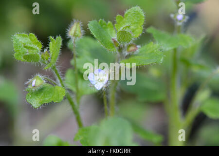 Efeu-leaved Speedwell (Veronica Hederifolia). Blaue Blume Pflanze in der Familie der Wegerichgewächse wachsen neben einem britischen Holz Stockfoto