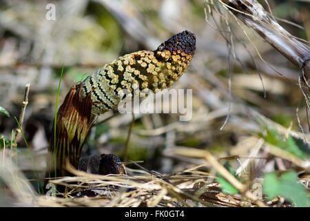 Großen Schachtelhalm (Equisetum Telmateia). Non-photosynthetisierenden fruchtbaren Kegel Stammzellen entwickeln aus dieser Pflanze in Familie Equisetaceae Stockfoto