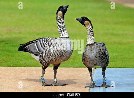 Ein paar Nene aka Hawaiian Gänse (Branta Sandvicensis) gelten am Kilauea Point auf der Insel von Kauai, Hawaii, Vereinigte Staaten Stockfoto