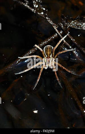 Erwachsene weibliche Floß oder Sumpf Spinne auf der Wasseroberfläche. Dorset, UK Juni 2014 Stockfoto