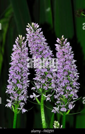 Gemeinsame gefleckte Orchideen blühen. Dorset, UK Juni 2015 Stockfoto