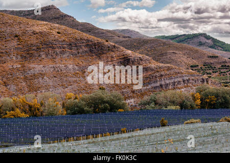 Apfelplantage unter Netzen Stockfoto