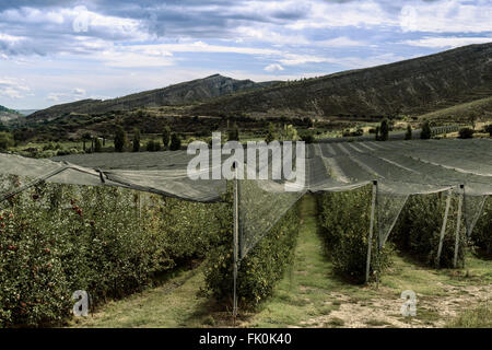 Apfelplantage unter Netzen Stockfoto