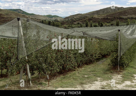 Apfelplantage unter Netzen Stockfoto