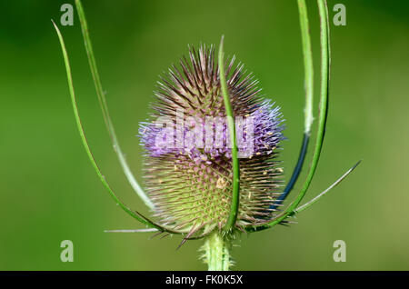 Karde Dipsacus fullonum Stockfoto