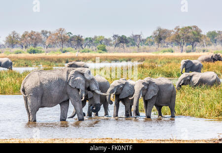 Afrikanischen Bush Elefanten im Wasser steht in der Nähe von Zarafa Camp, Selinda Konzession, Okavango Delta, Nord-Botswana, Südafrika Stockfoto