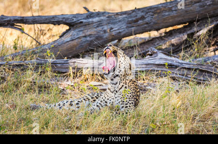 Leopard (Panthera Pardus) Gähnen zeigt seine Zähne in der Nähe von Zarafa Camp auf der Selinda Reserve, Okavango Delta, Nord-Botswana Stockfoto