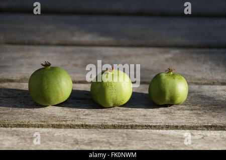 Baby Kiwi Beeren "Schnitt Mischpflanzungen" auf einem Holztisch Stockfoto