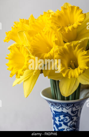 Narzisse Narcissus ist eine Gattung der hauptsächlich winterhart, meist Frühjahr blühen, knolligen Stauden in der Amaryllis-Familie, Unterfamilie Uhr Stockfoto