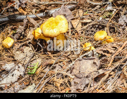 Eine Reihe von goldenen Pfifferlinge auf dem Waldboden Stockfoto