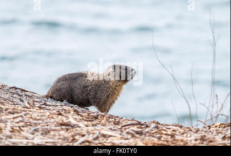 Ein Hoary Murmeltier (Marmota Caligata) an den Ufern des Moses Lake. Washington, Vereinigte Staaten von Amerika, Washington. Stockfoto