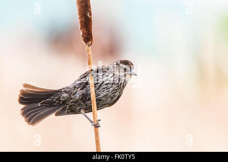 Ein weiblicher Rotschulterstärling (Agelaius Phoeniceus) hockt auf dem Schaft ein Rohrkolben. Washington, Vereinigte Staaten von Amerika. Stockfoto