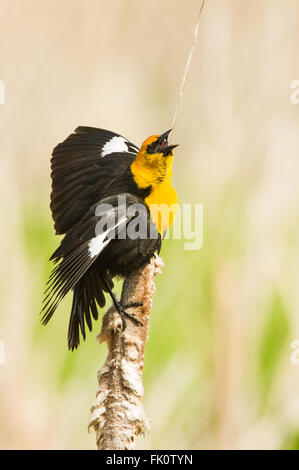 Ein Mann ruft gelb-vorangegangene Amsel (Xanthocephalus Xanthocephalus) aus einem Rohrkolben. Othello, Washington, Vereinigte Staaten von Amerika. Stockfoto