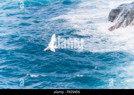 Eine Red-tailed Tropicbird (Phaethon Rubricauda) gleitet über den schäumenden Wassern um Kilauea Point. Kauai, Hawaii, USA Stockfoto