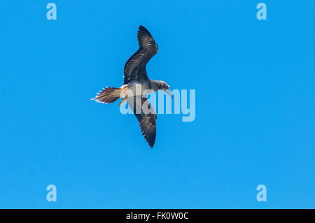 Eine juvenile Brown Sprengfallen (Sula Leucogaster) während des Fluges von unten gesehen. Kilauea Point, Kauai, Hawaii, Vereinigte Staaten von Amerika. Stockfoto