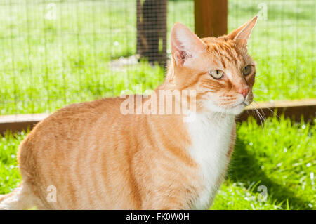 Eine orange Tabby kurzen Haaren Hauskatze sucht wild in einem "Catio" outdoor-Katze-Gehäuse. Stockfoto