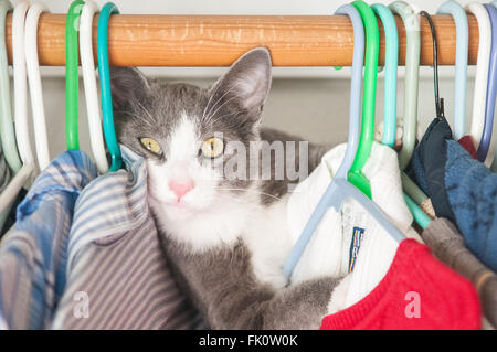 Eine junge zweifarbige kurzen Haare Hauskatze späht heraus aus seinem Ast unter hängende Kleidung in einem Schrank. Stockfoto