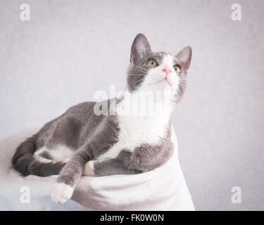 Eine kurzen Haare Hauskatze lounges mit seinen Blick nach oben gerichtet. Stockfoto