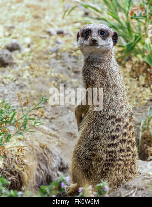 Eine Warnung Erdmännchen von seiner burrow Stockfoto