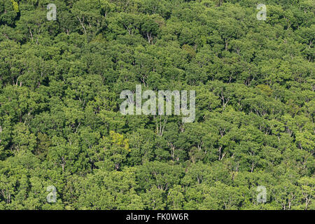 Antenne - Wälder von der Northern Division. Stockfoto