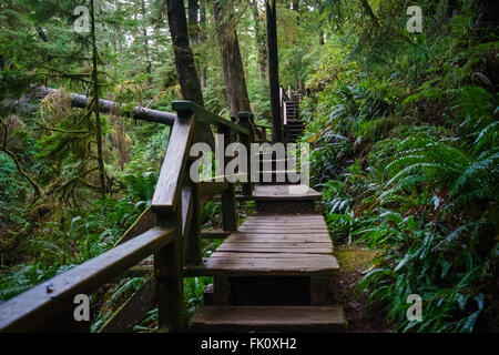 Schooner Trail durch den Regenwald im Pacific Rim National Park Stockfoto