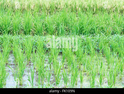 Junge Reisfelder in der Nähe von goldener Reis Getreide von Bio-Bauernhof. Stockfoto