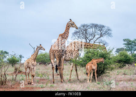 Giraffen Familie Specie Giraffa Plancius Familie Giraffidae, Krüger Nationalpark, Südafrika Stockfoto