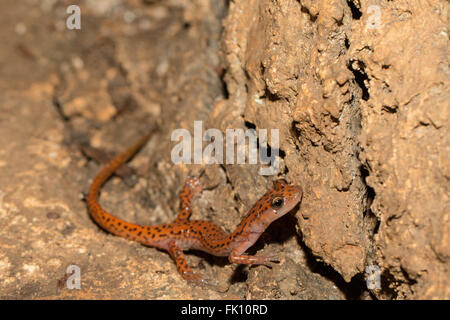 Salamander - Eurycea Lucifuga Höhle Stockfoto