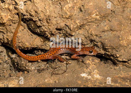 Salamander - Eurycea Lucifuga Höhle Stockfoto