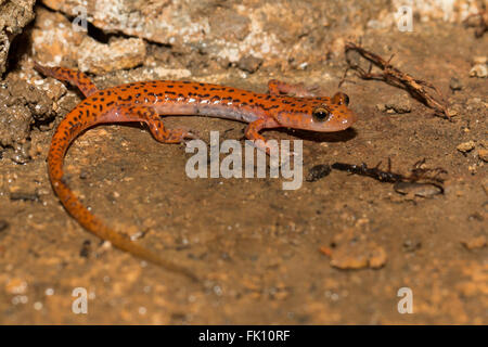 Salamander - Eurycea Lucifuga Höhle Stockfoto