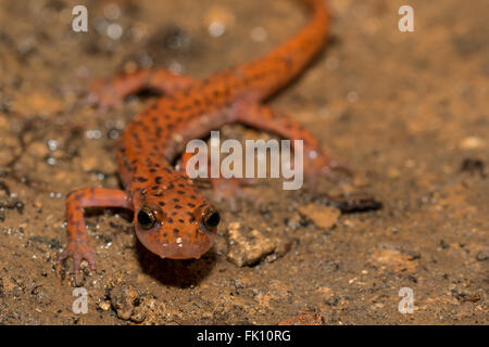 Salamander - Eurycea Lucifuga Höhle Stockfoto